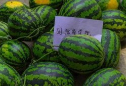 吃瓜中国真假视频大全免费观看,吃瓜中国免费观看大全