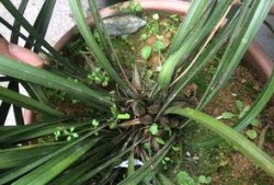 兰花姐姐爆料原视频