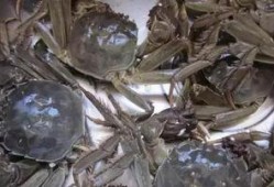 黄河口大闸蟹爆料视频,揭秘美味背后的生态传奇