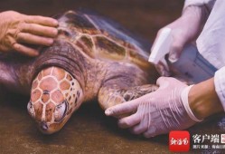 海龟爸爸爆料视频大全播放